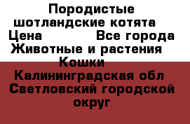 Породистые шотландские котята. › Цена ­ 5 000 - Все города Животные и растения » Кошки   . Калининградская обл.,Светловский городской округ 